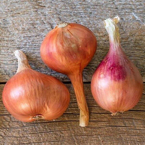 West Coast Seeds Shallot